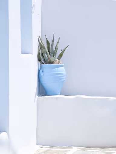 Abstract Santorini wall with cactus photo for Our Work page (scrolling photos).